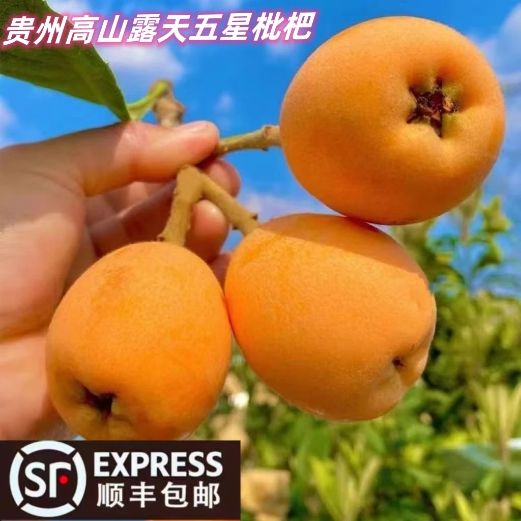 《贵州小梅》镇宁顺丰包邮高山露天新鲜五星枇杷产地直采香甜多汁