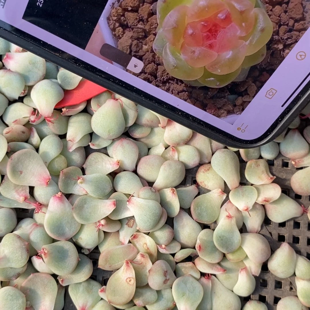 果冻甜心t0冒芽了一片多肉叶子