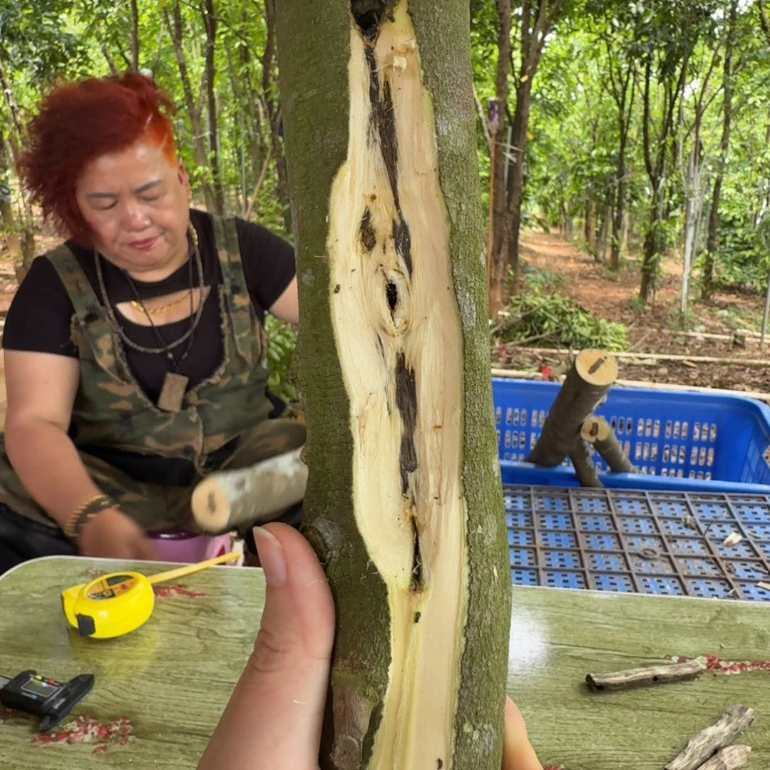 线香奇楠沉香原木