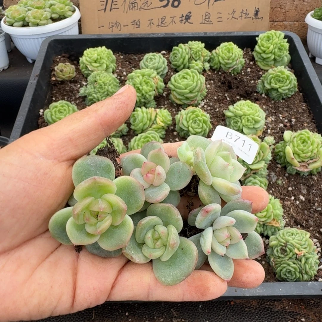 一物一拍一物一拍1026-711