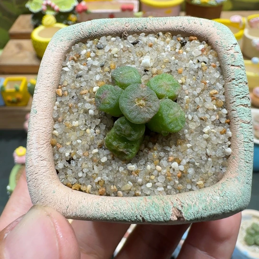 蘑菇1157烧麦多肉植物