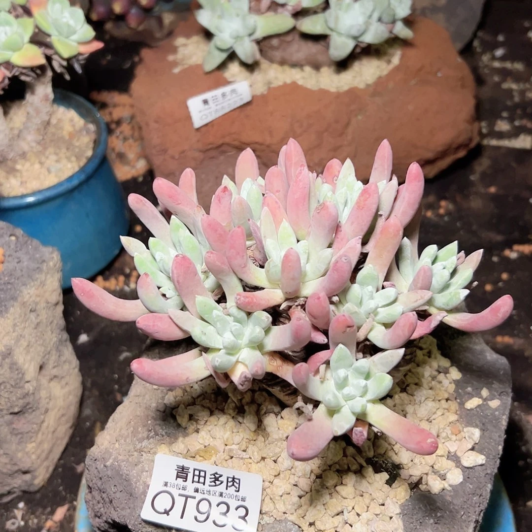 小鹿多肉一物一拍933