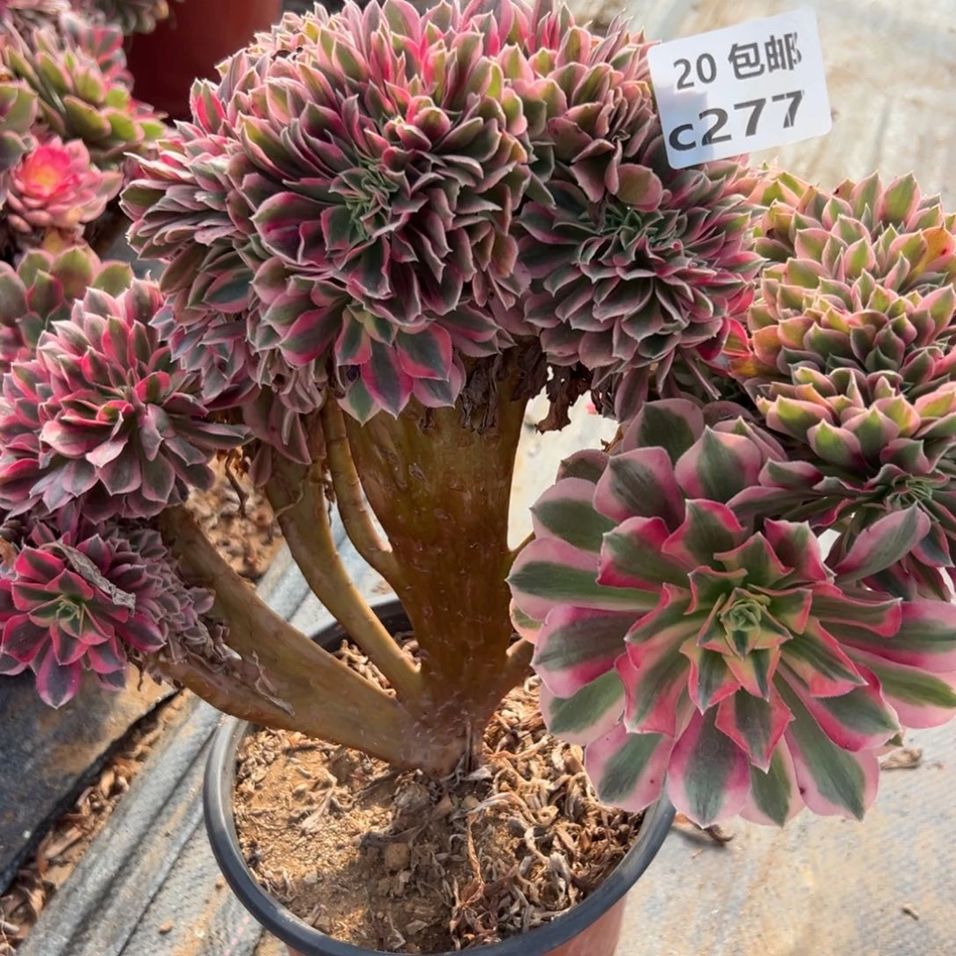 277女巫缀，多肉法师