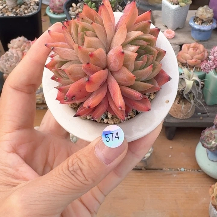 576 多肉含土30元包邮➗偏远地区