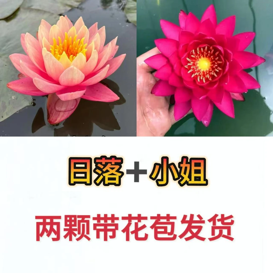 带花苞【小姐+日落】耐寒池塘水池睡莲带花苞发货 水培植物大型睡莲