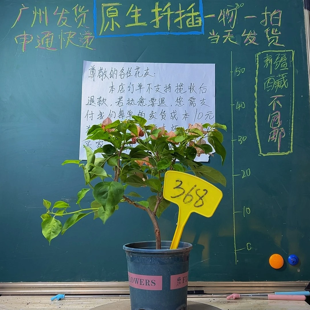 当前无花栽培后可以开花 落日有瑕疵 368