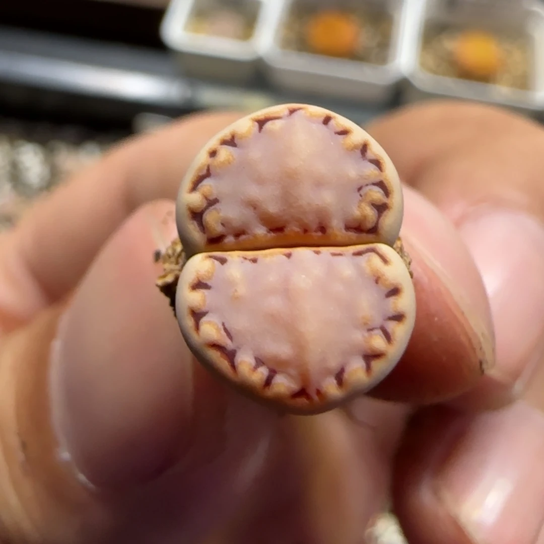 ?***?6.4。。217饼干。。2034