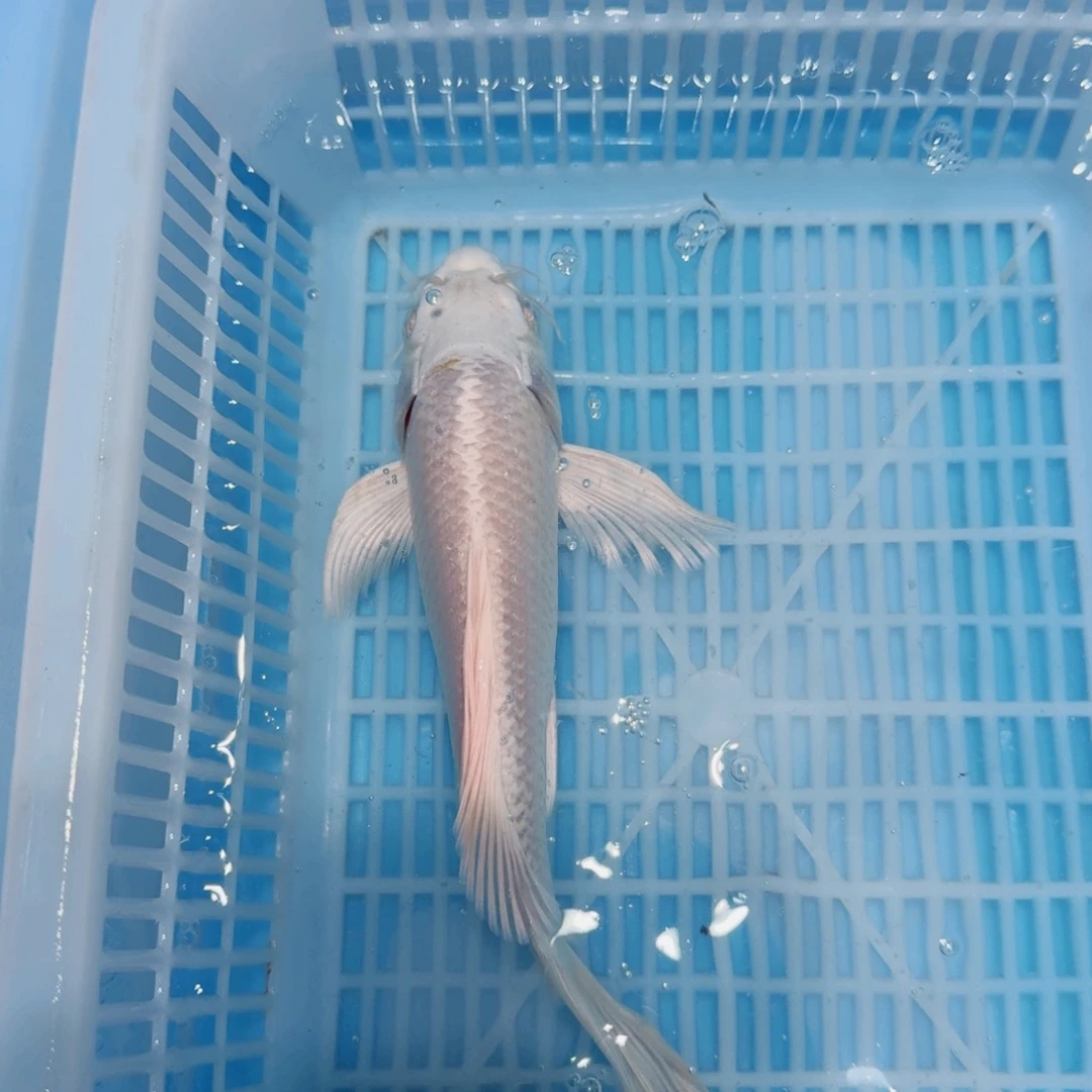 锦鲤锦鲤观赏鱼直播链接