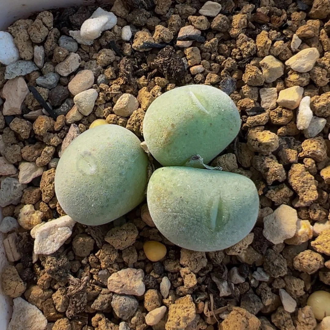 八***曼752多肉植物种类多样