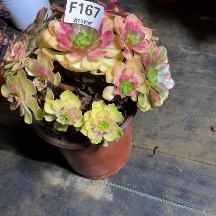 瑞妈，。。。。。。167雨荷，