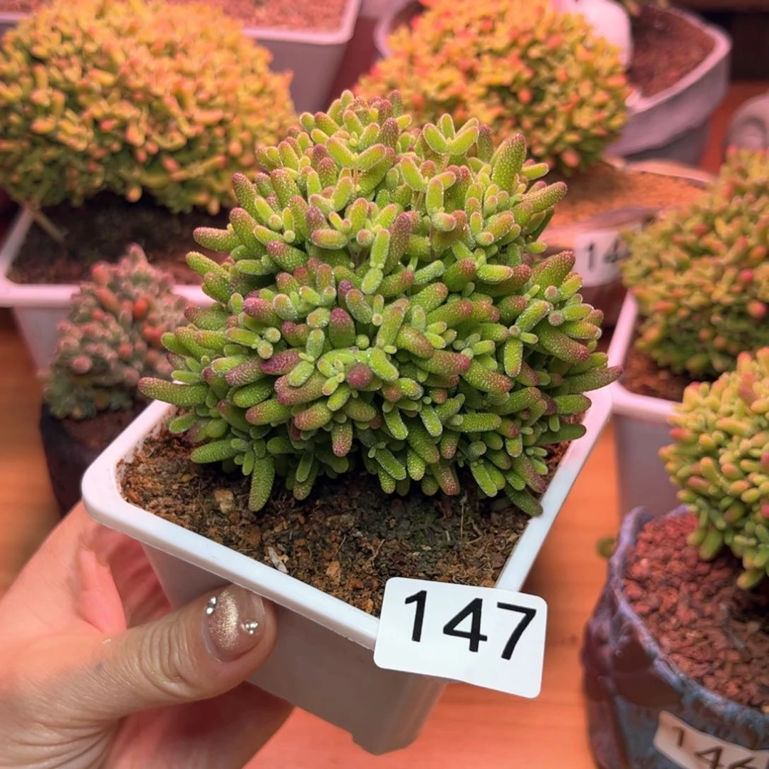 147蜜桔可爱多肉植物