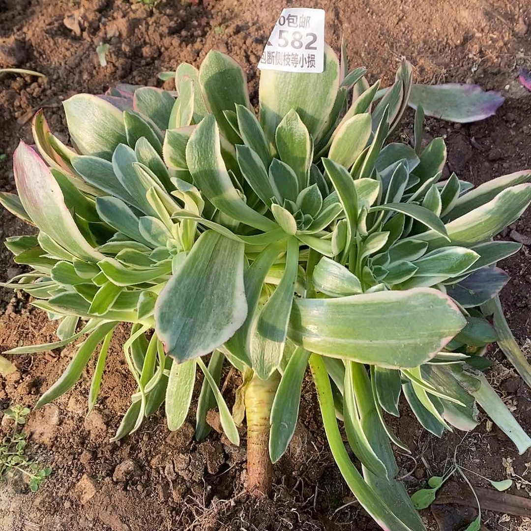 582金丝却多肉法师锦