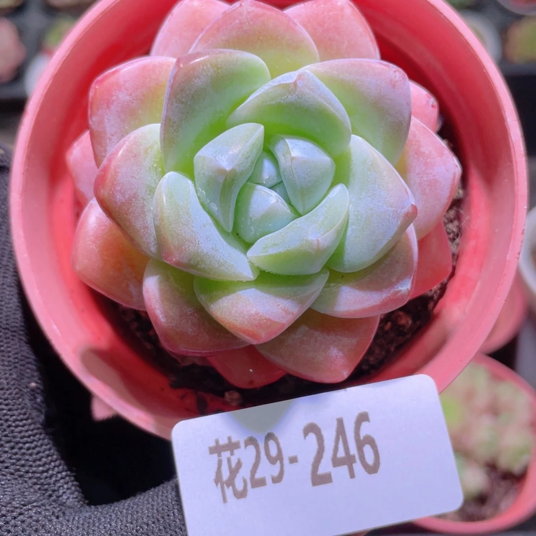 花利美29-246冰玉