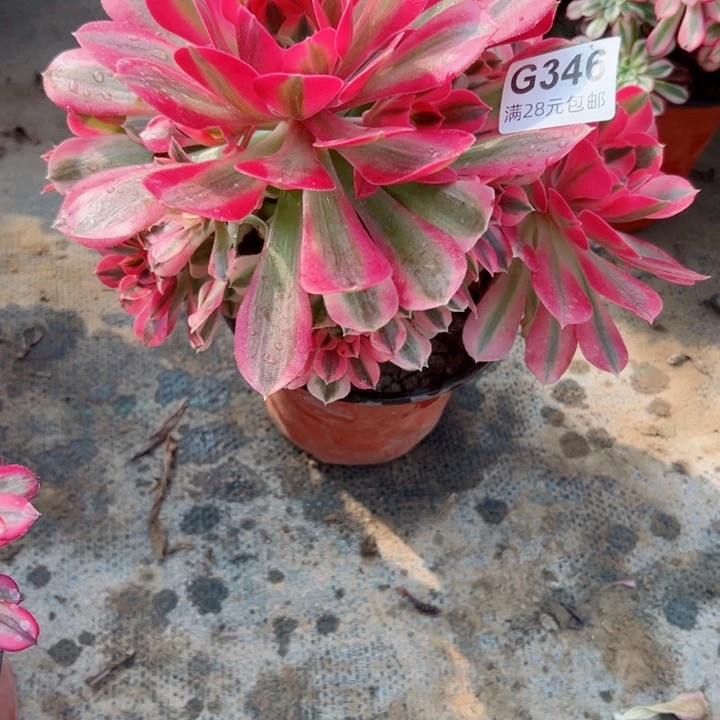 346女巫多肉植物