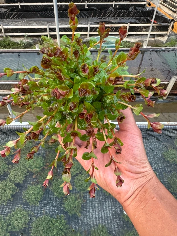 红瓜子 鱼缸分解黯淡造景水下植物