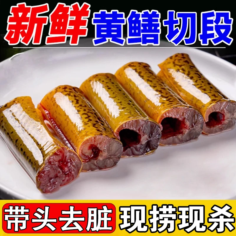 鲜活现杀黄鳝鱼段新鲜去头去脏鳝鱼片段炖骨煲汤鳝段（买2送1斤）