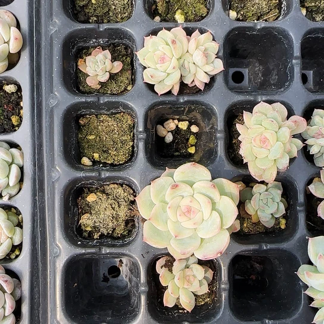 玉笛穴一个满25包邮