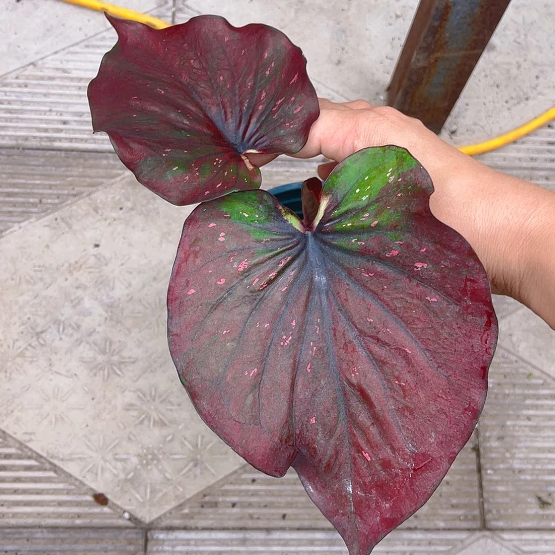 完全开放泰彩一物一拍1759