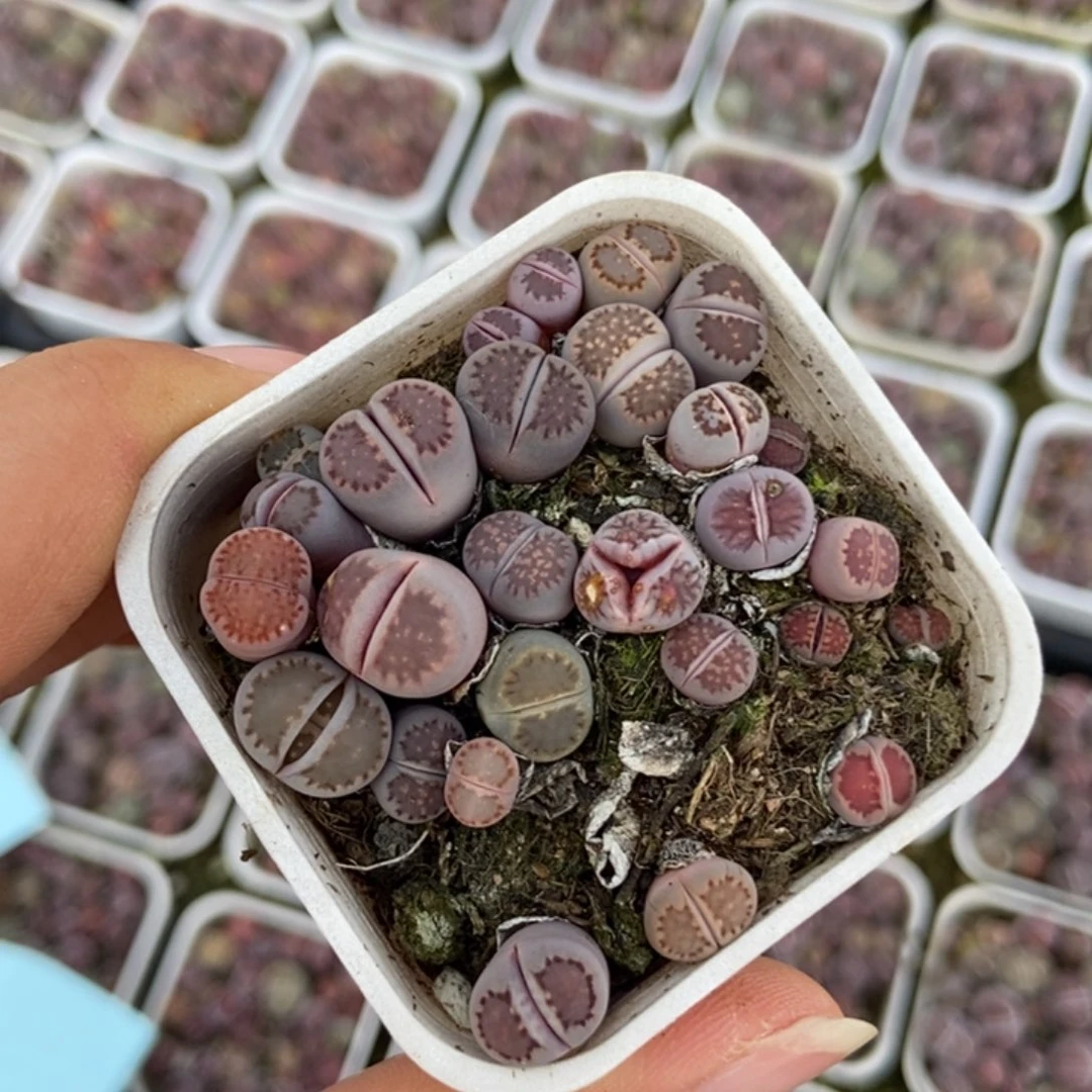 8069特价一盒紫混瑕疵