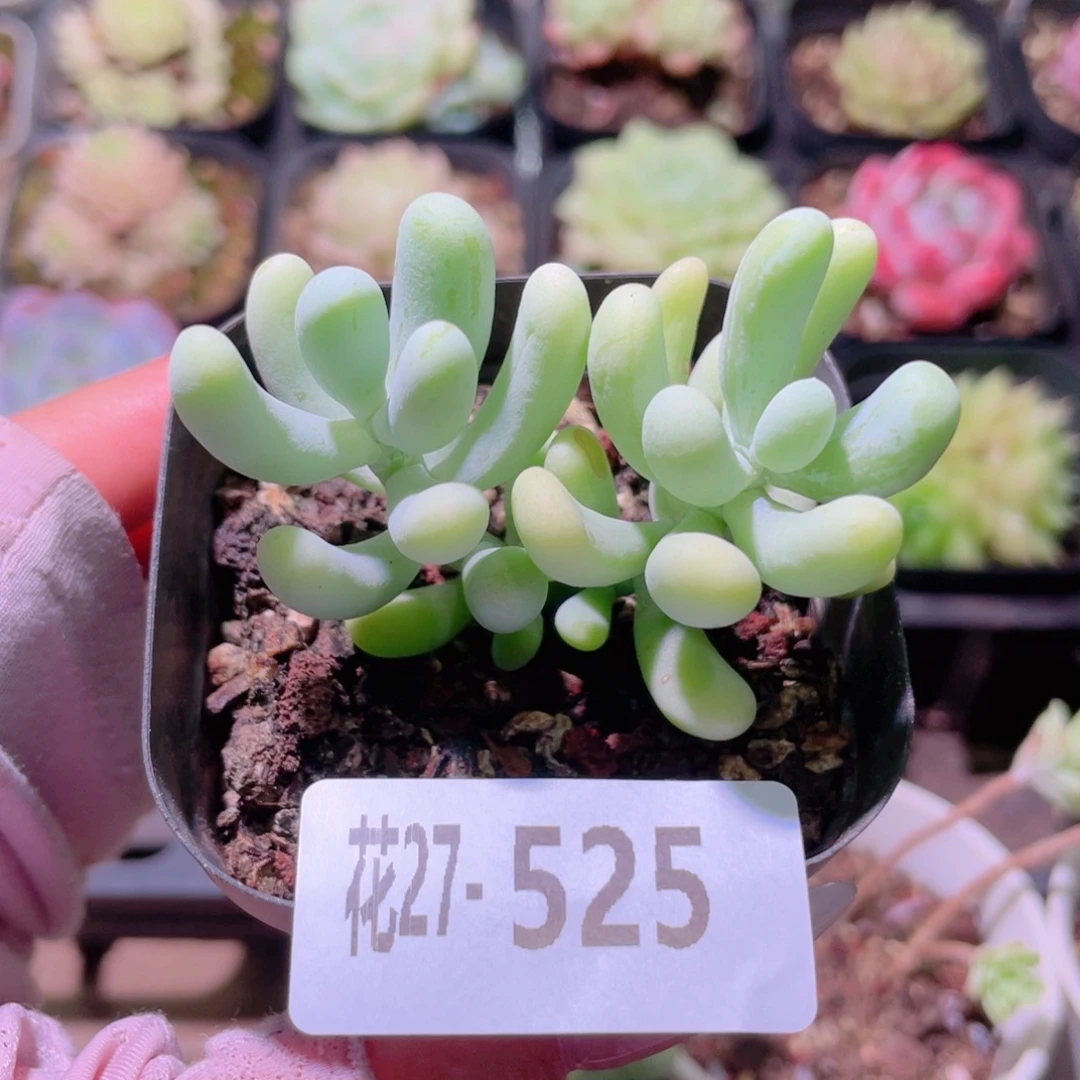 花利美27-525香蕉美人