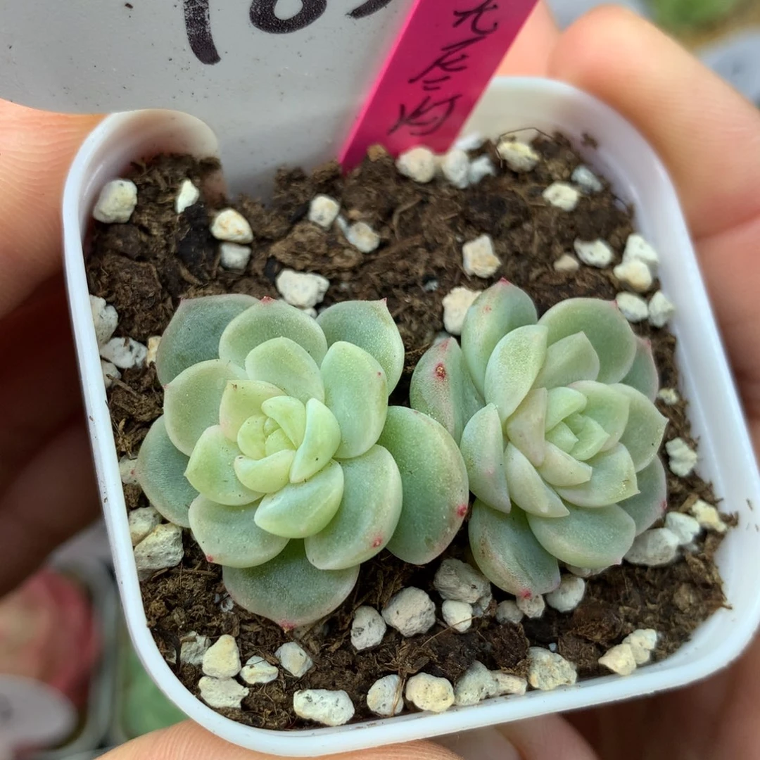 双头无尽灯185多肉