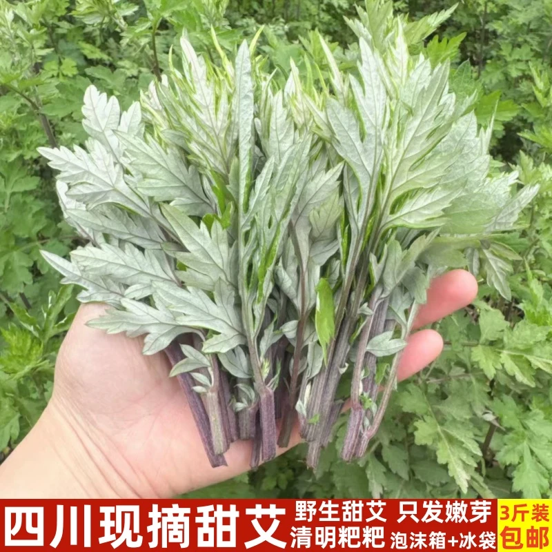 四川新鲜野生艾叶食用嫩尖清明草青团糍粑馍馍甜蒿半斤1斤2斤3斤