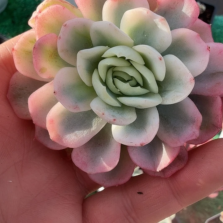 贝瑞锦多肉锦植物