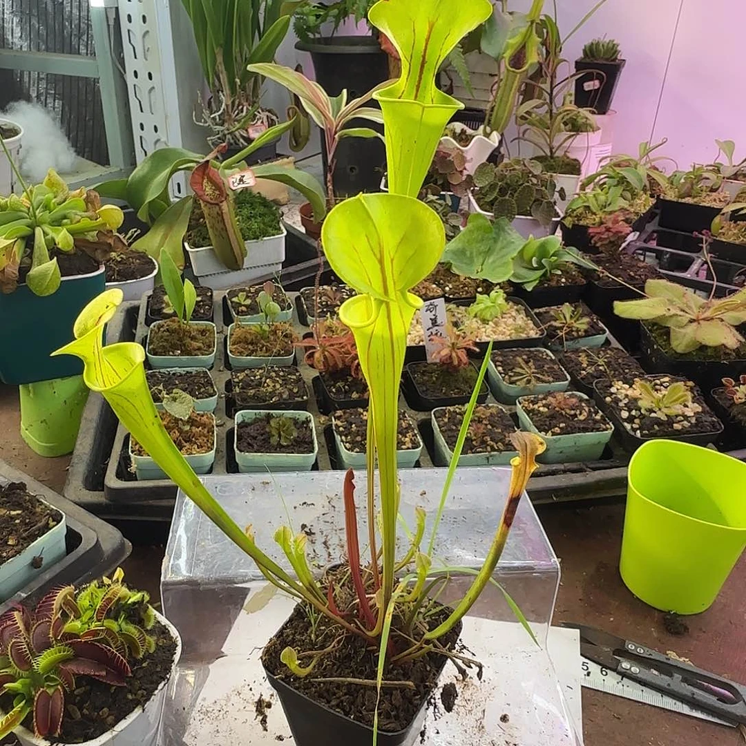 完全开放SF6瓶子草