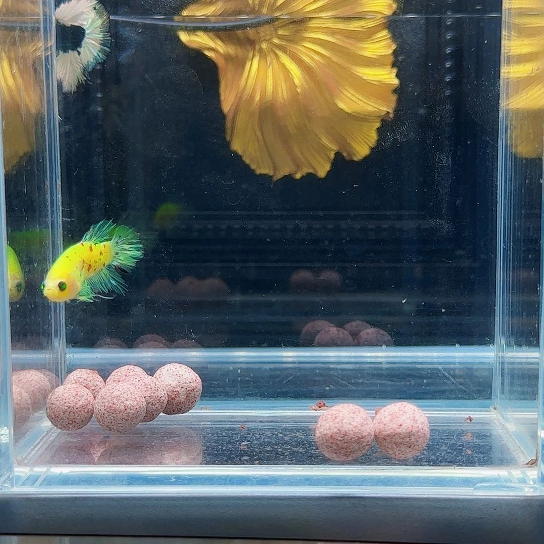 斗鱼活体观赏鱼好养耐活