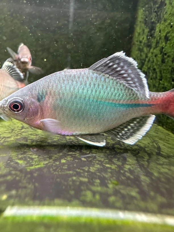 原生鱼合集旁皮鱲