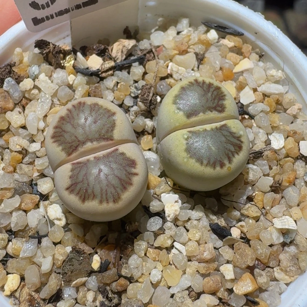 绝绝绝子生石花3023