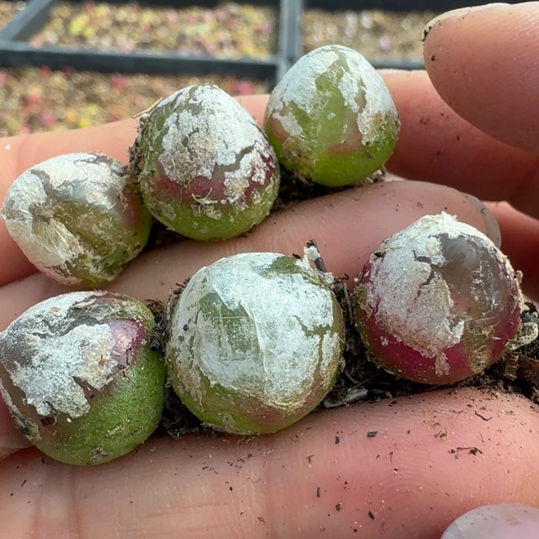 734六颗000有瑕疵000000