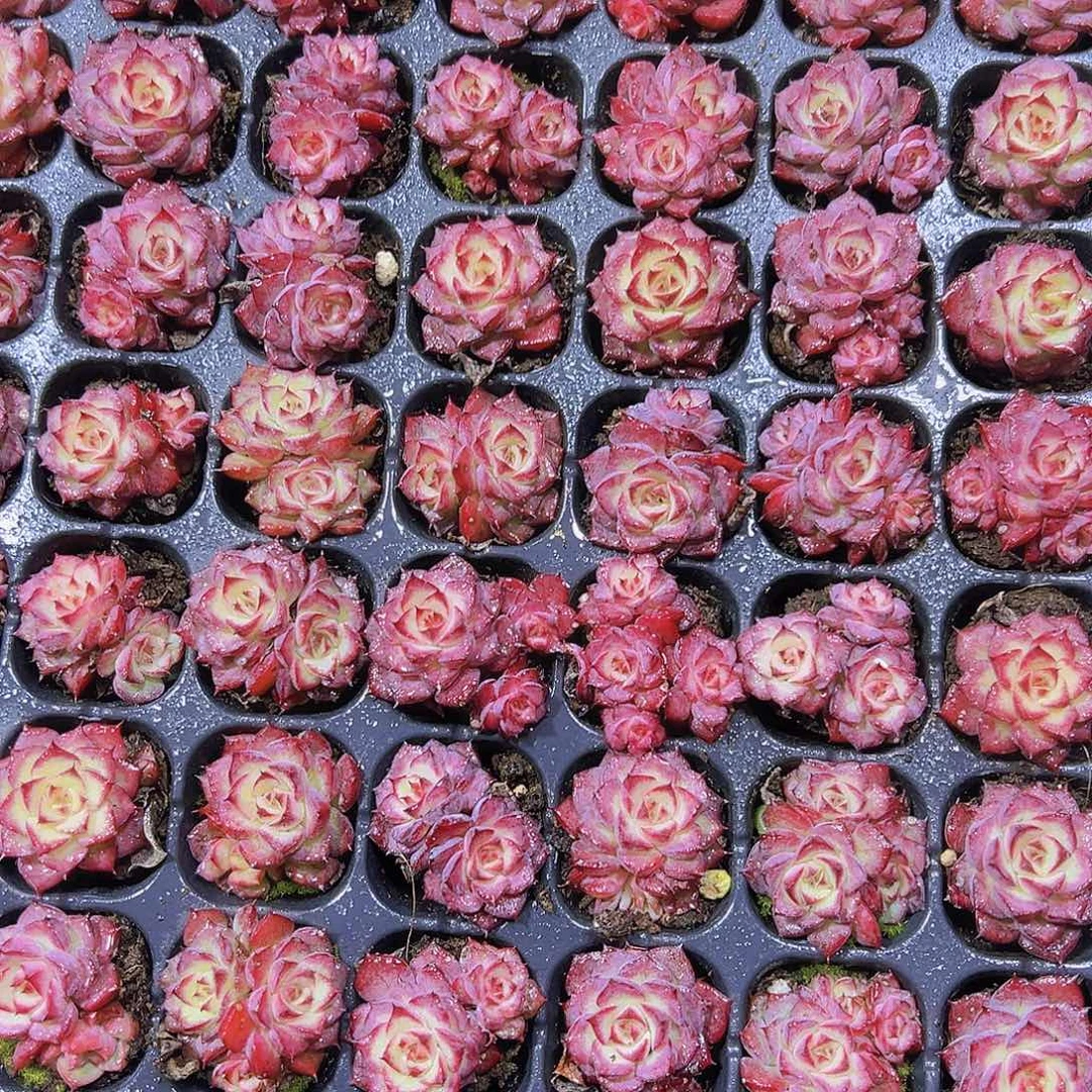 小鸟苗5个19包邮