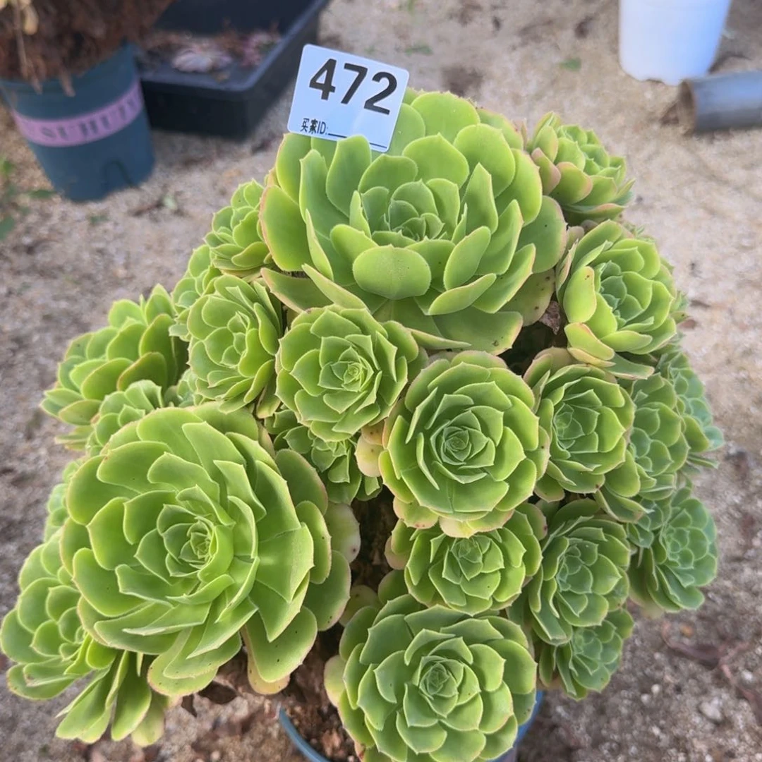 472辛尼亚多肉植物