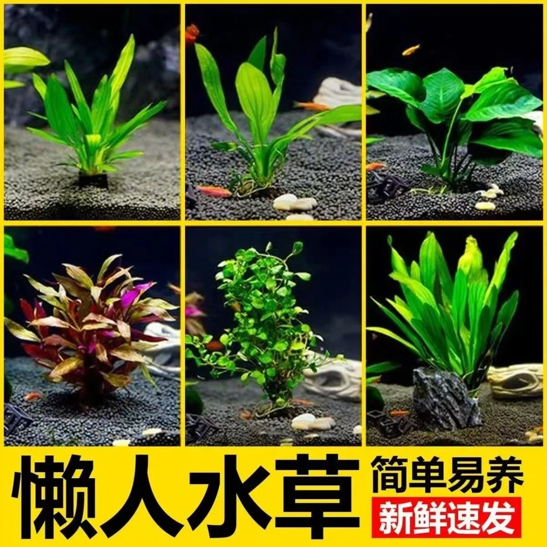 新手懒人适用绿菊绿九冠皇冠水草鱼缸造景增氧净化水质
