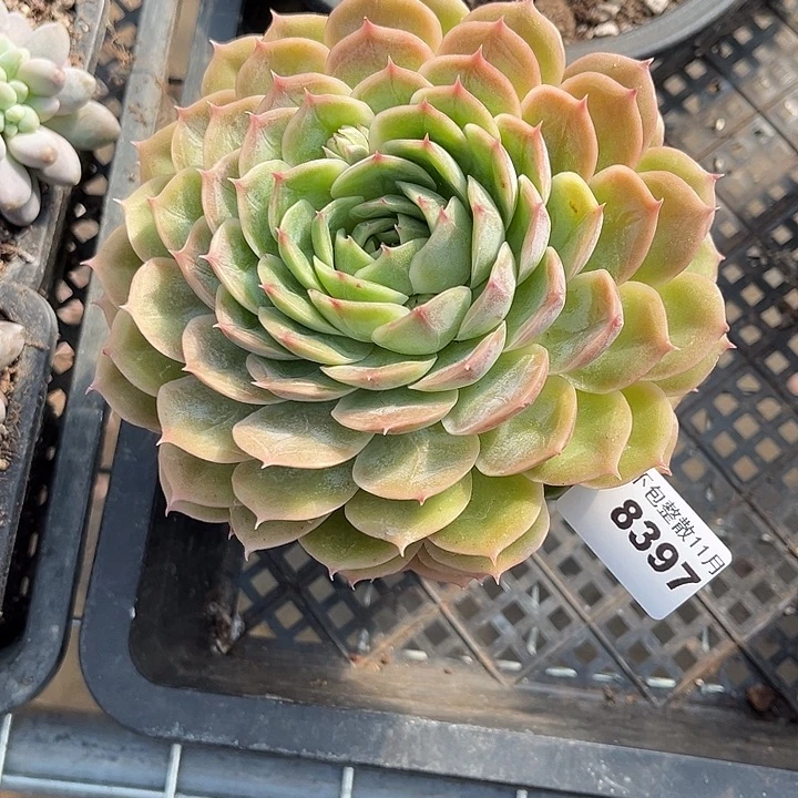 阿雅园艺。     8397昂斯诺