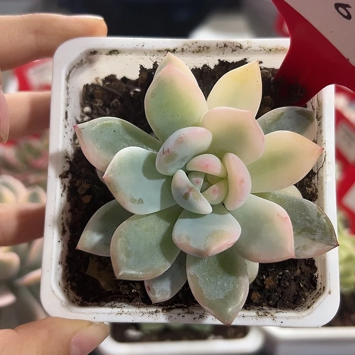 96号橙梦露锦多肉植物