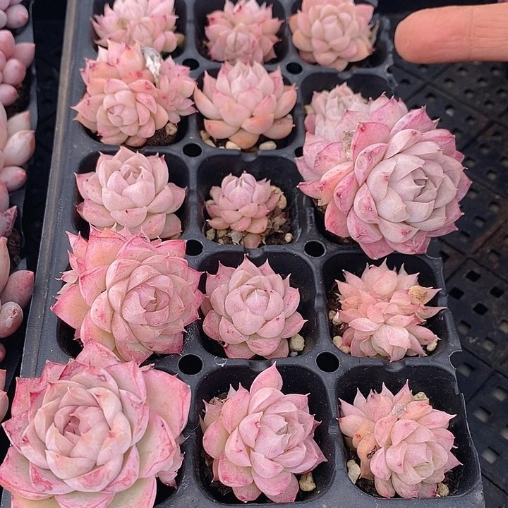 59 多肉植物盆栽花卉植物