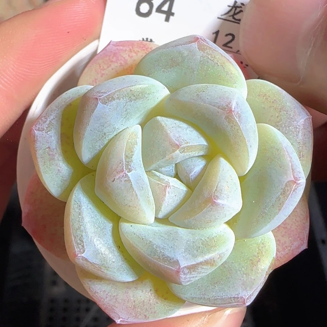 多肉1224-84冰玉冰玉