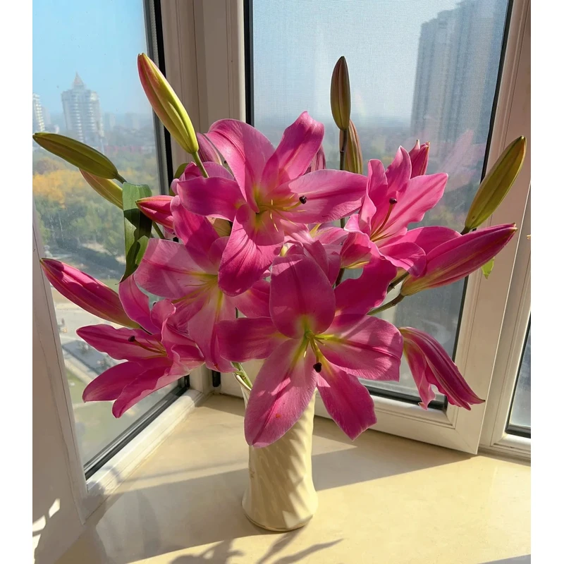 【罗宾】香水百合 一单包邮 云南鲜花昆明基地现采现发