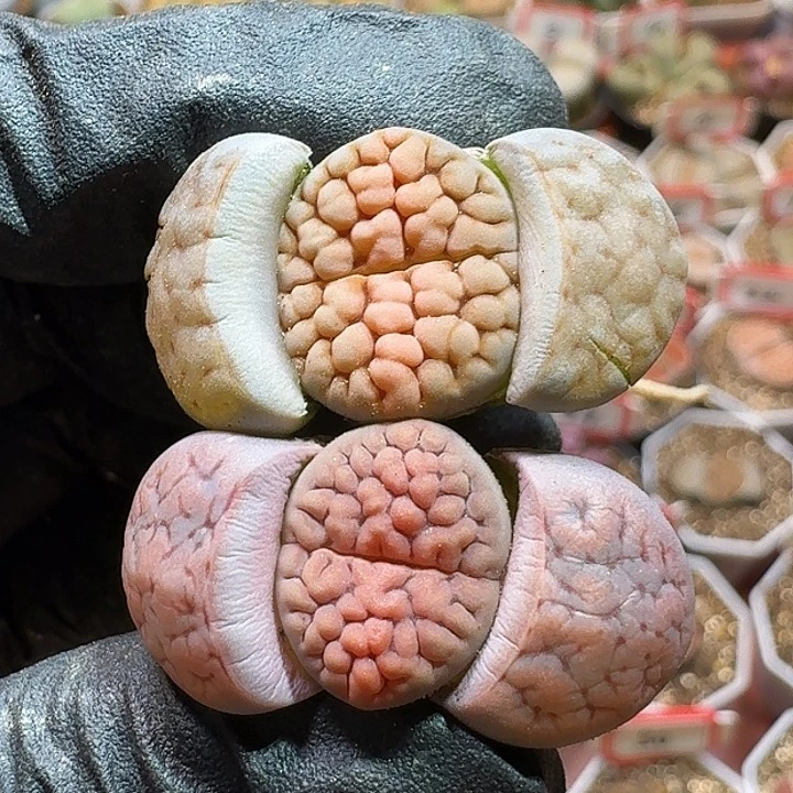 生石花233:：：。  106