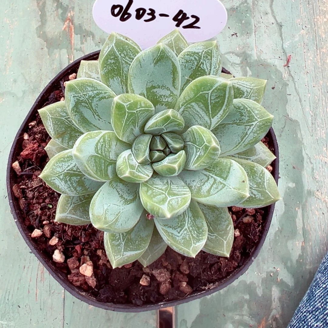 燕*飞0603-42水晶萝莉