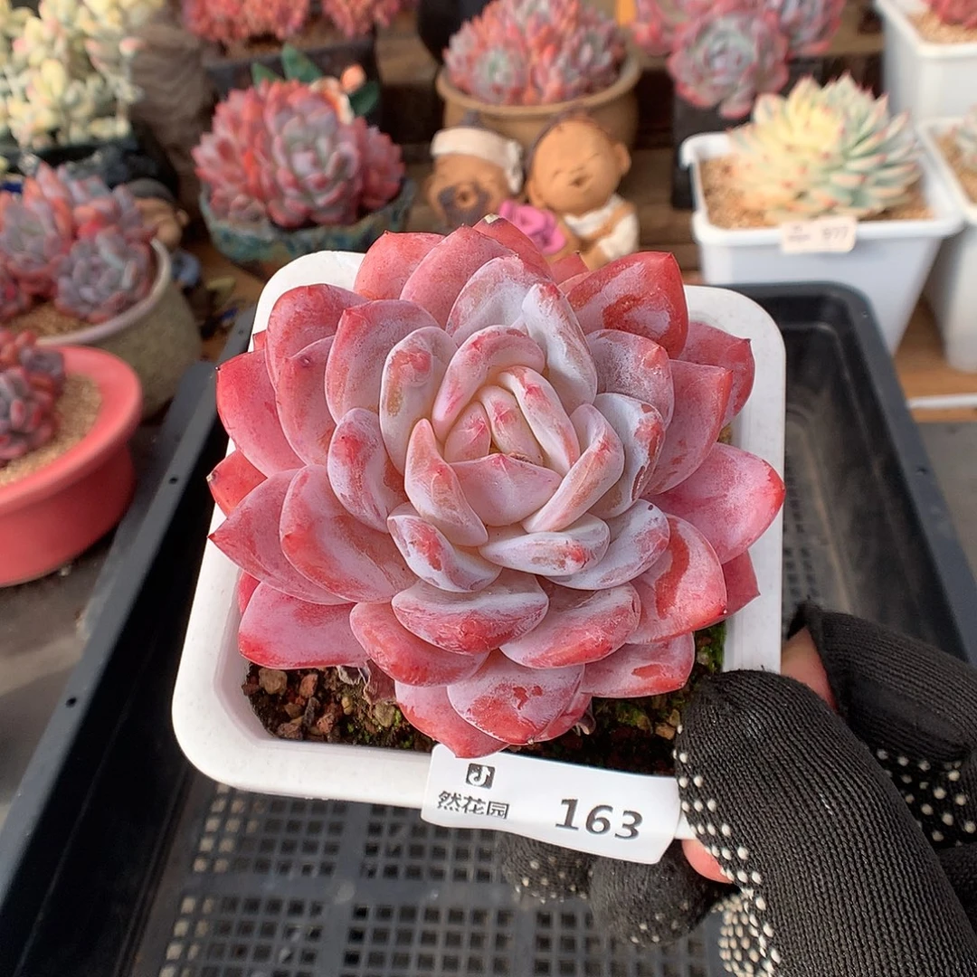 163雪天使多肉植物6666