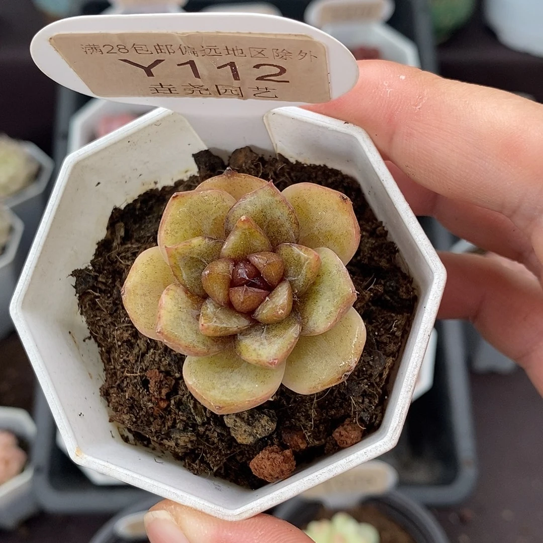 0112 巧克力慕斯 3.5cm