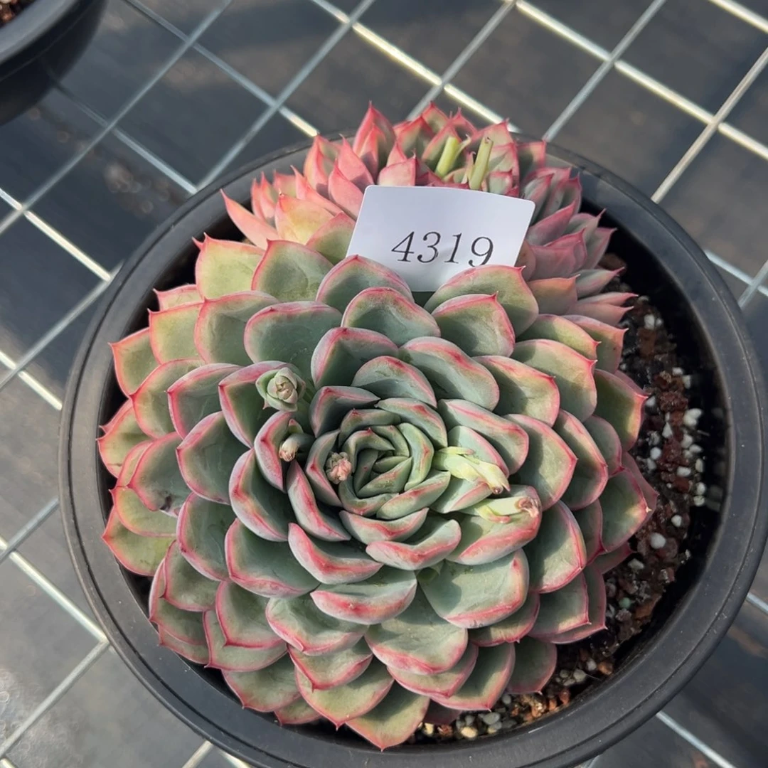 杰*4319肉多哦哟多哦多哦