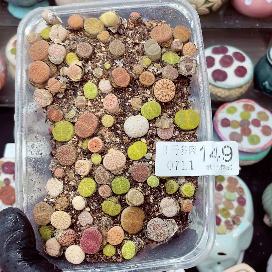 生石花18包邮0711-149