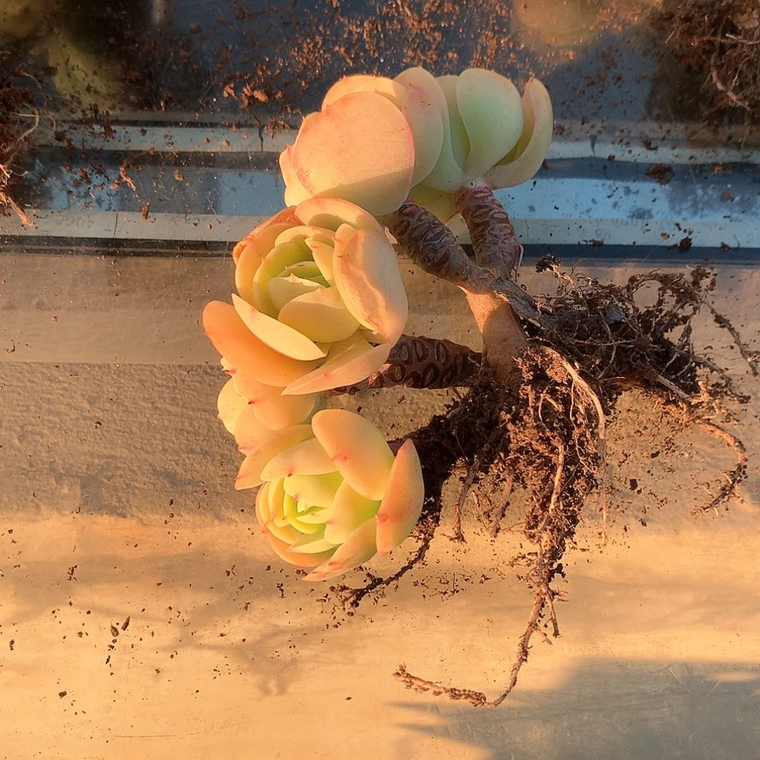 控养鸡蛋碧桃两颗