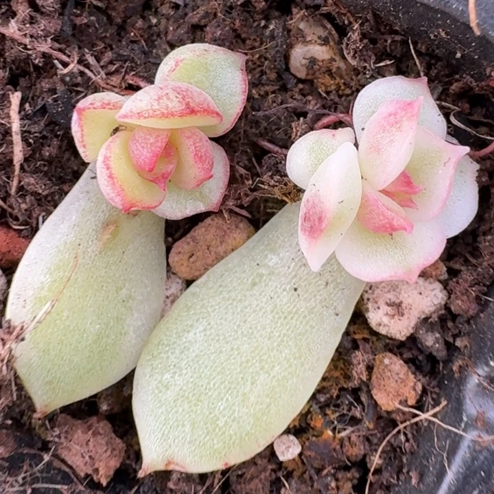 黑水晶锦一物一拍652
