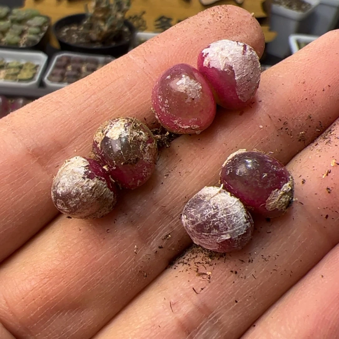 【闪购商品】0000000028