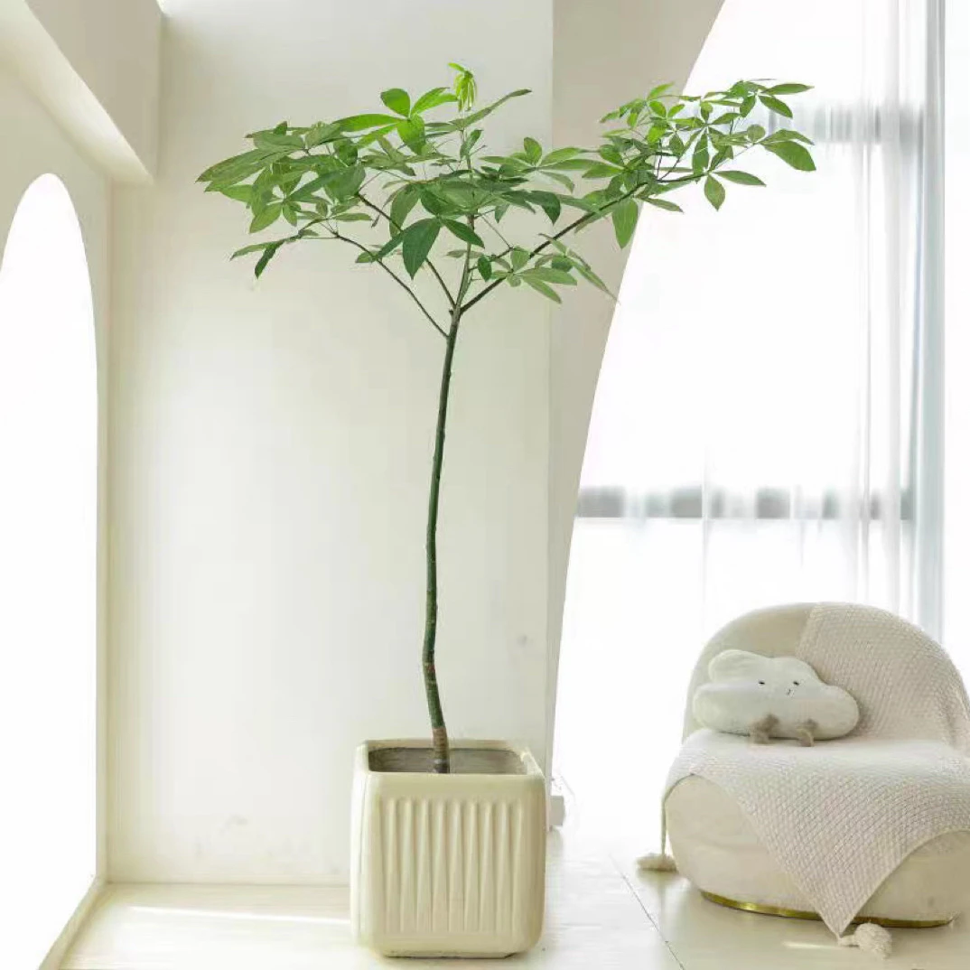 单杆飘枝原生发财树室内摆放居家绿植个性原生可造型基地现货直发
